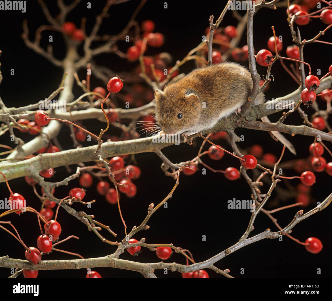 Bank Vole Clethrionomys glareolus manger des baies Banque D'Images