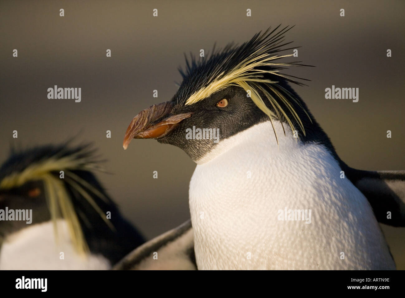 Penguin Macaroni Eudyptes chrysolophus Banque D'Images