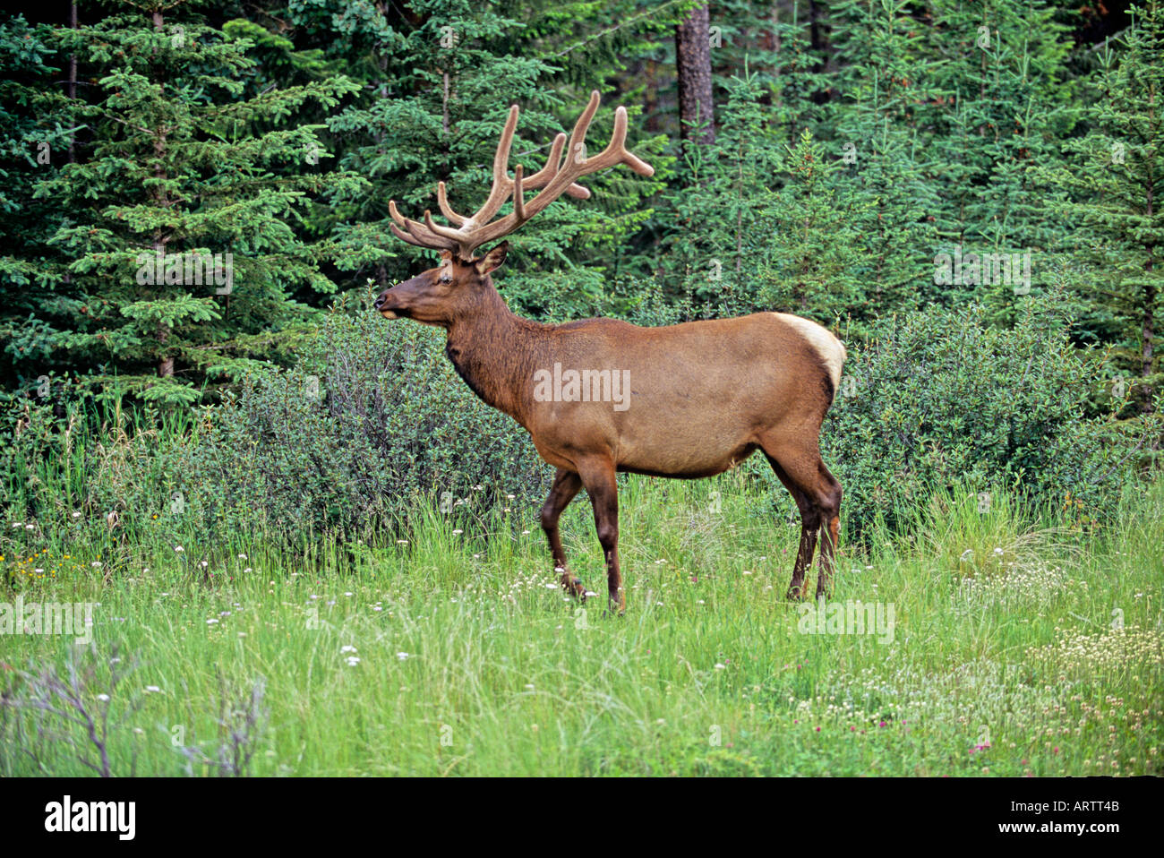 Bull Elk walking Banque D'Images