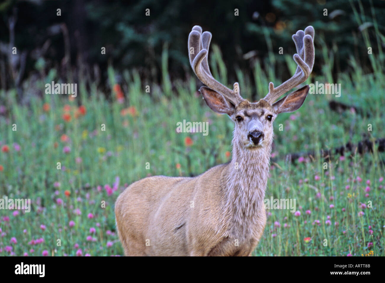 Mule Deer Buck 51 Banque D'Images