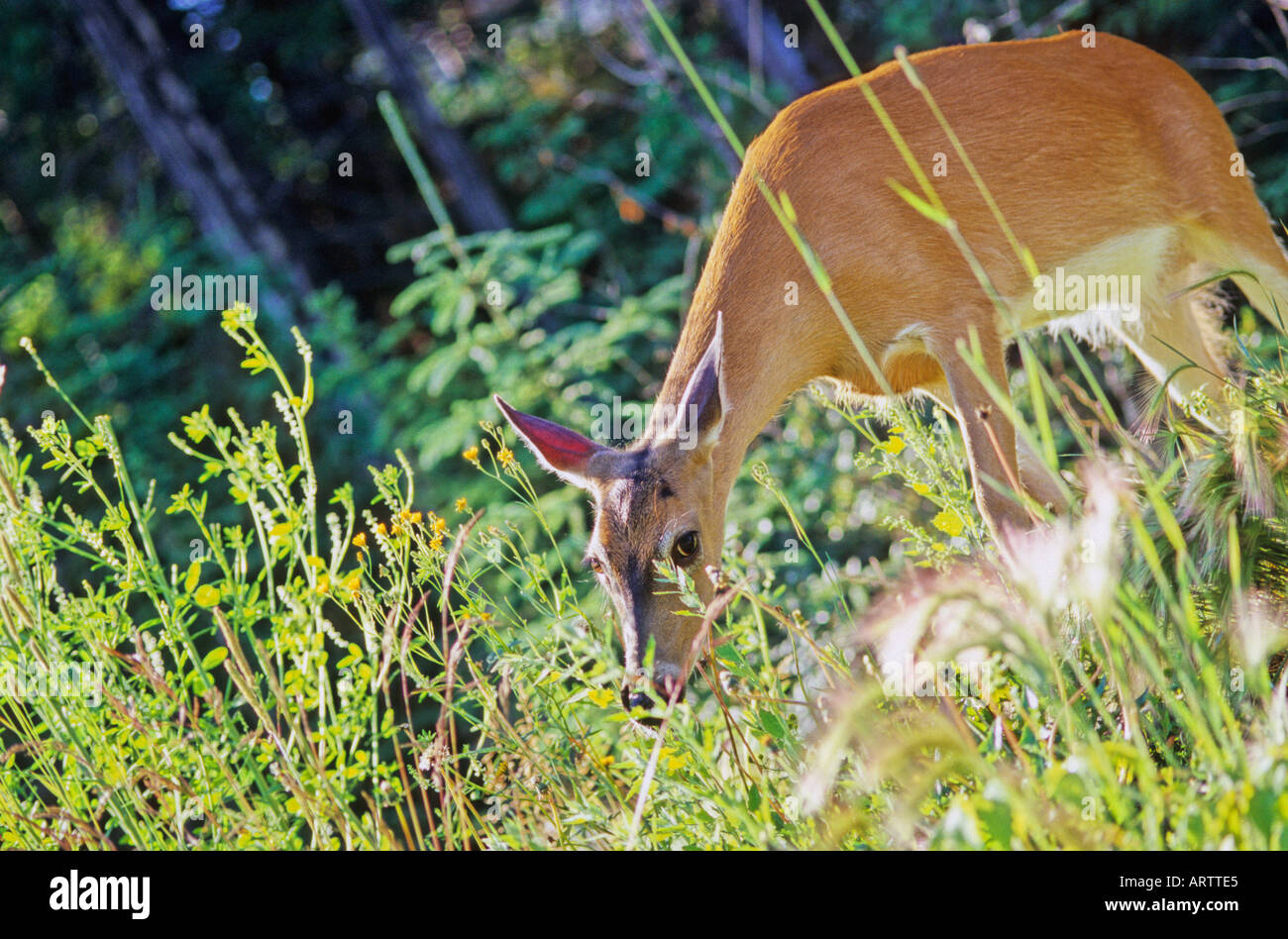 Doe Deer Whitetail nourrir Banque D'Images