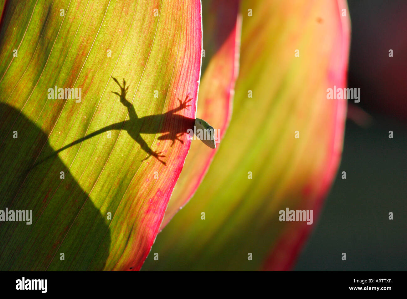 Anole lizard sur ti leaf plante. Banque D'Images