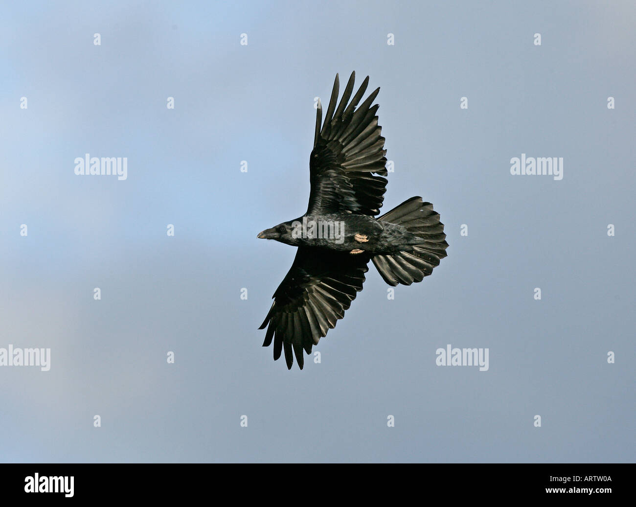 De corbeau Banque de photographies et d’images à haute résolution - Alamy