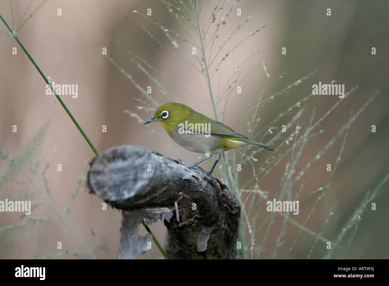 Japanese White-eye (Zosterops japonicus) a présenté aujourd'hui le plus d'oiseaux oiseaux exotiques commun à Hawaii. Trouvé sur toutes les îles principales. Banque D'Images