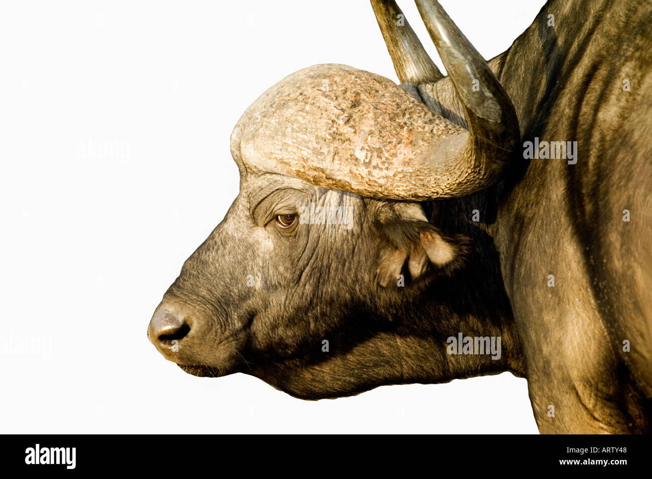 Profil de l'image de l'eau serré buffalo en Afrique du Sud Parc national Krueger Banque D'Images
