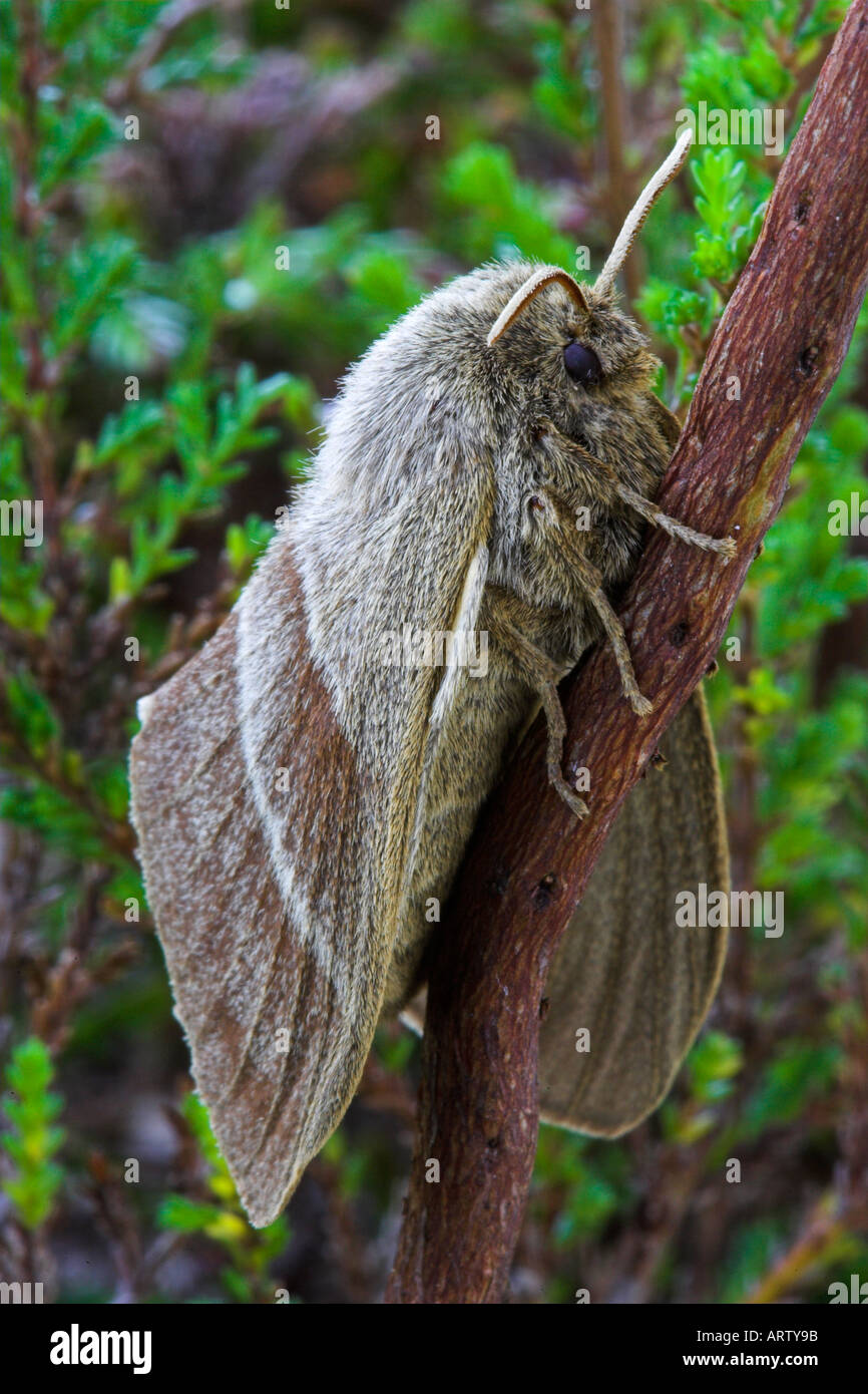 Fox Moth, Macrothylacia rubi,, Banque D'Images