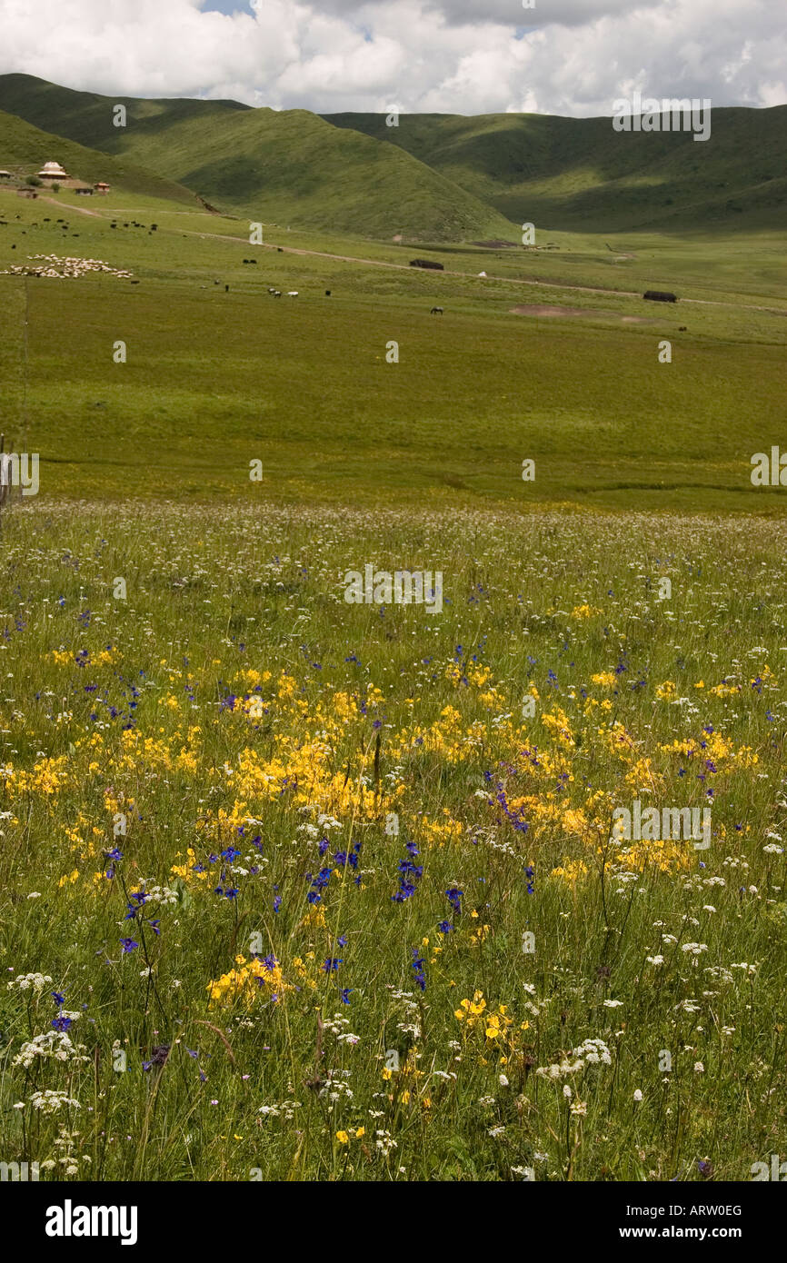 Prairies de Hongyuan, Plateau du Tibet, dans la province du Sichuan, Chine. Banque D'Images