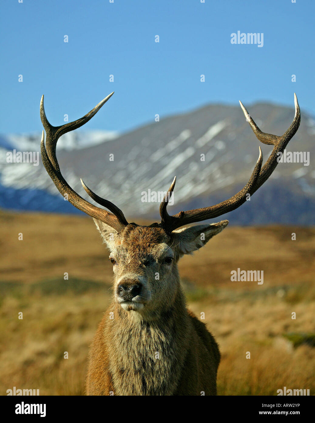 Close-up Red Deer, Cerf (Cervus elaphus) avec vue sur la montagne, Lochaber, Écosse, Royaume-Uni, Europe Banque D'Images