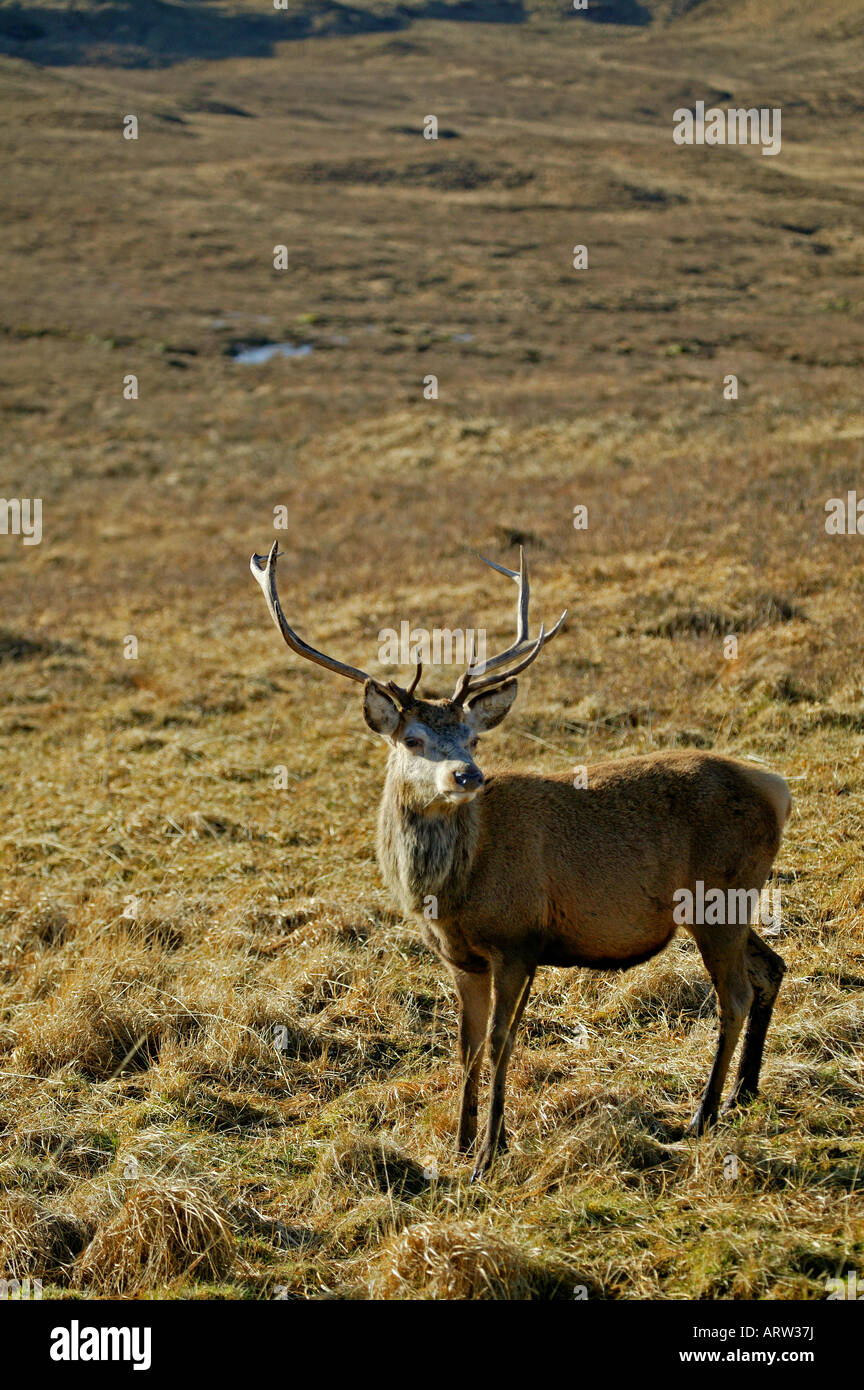Stag, Red Deer (Cervus elaphus), debout dans Lochaber, sushine, Écosse, Royaume-Uni, Europe Banque D'Images