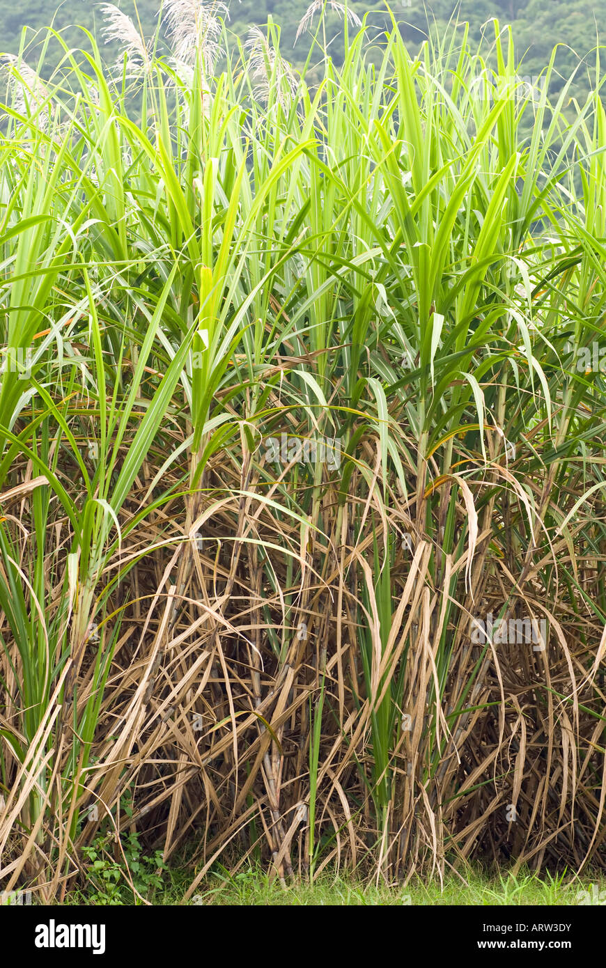 Les plants de canne à sucre, Bundaberg, Australie Banque D'Images