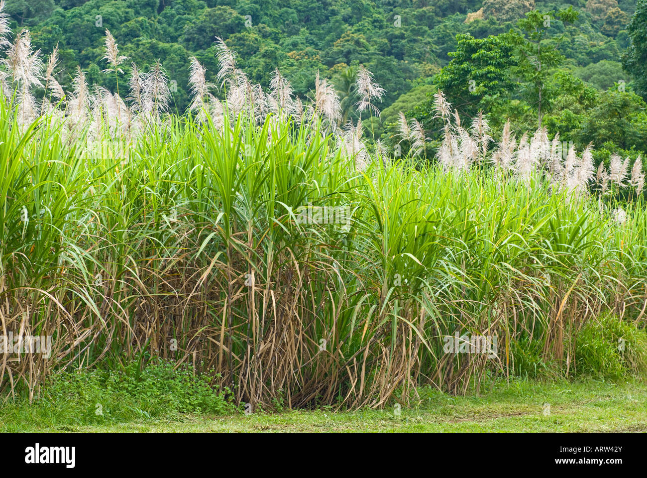 Plantation de canne à sucre, mossman, Queensland Banque D'Images