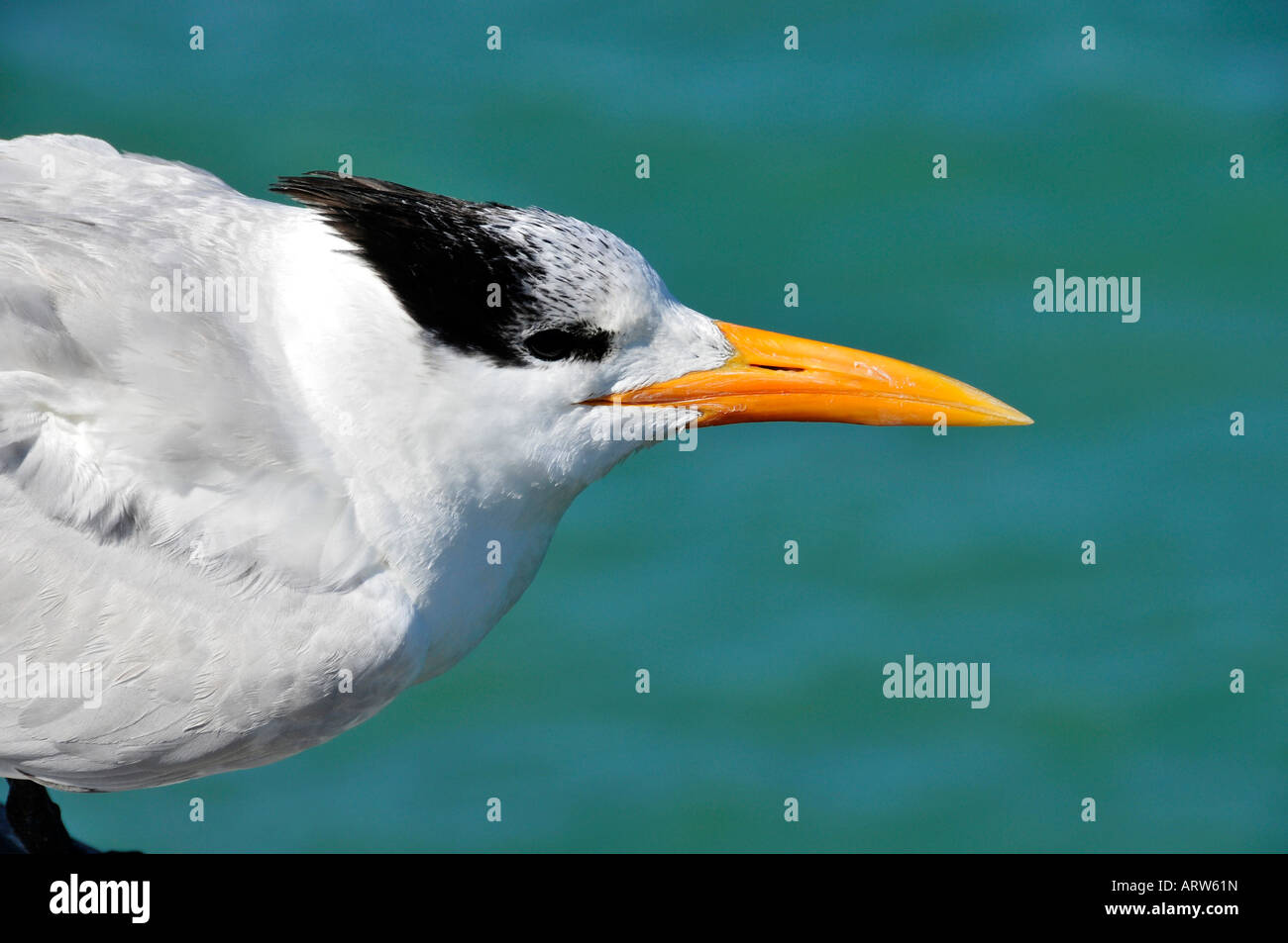 La Sterne pierregarin Sterna maxima d'oiseaux d'eau de la Floride Banque D'Images