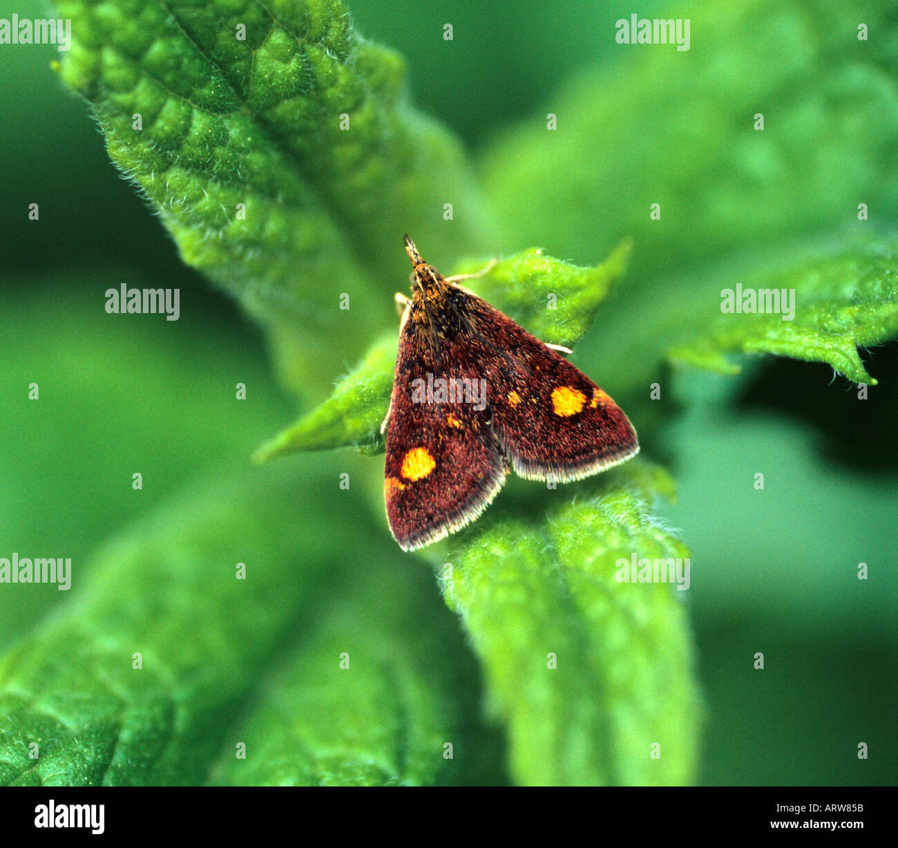 La menthe Pyrausta aurata sur les feuilles de menthe Mentha spp Banque D'Images
