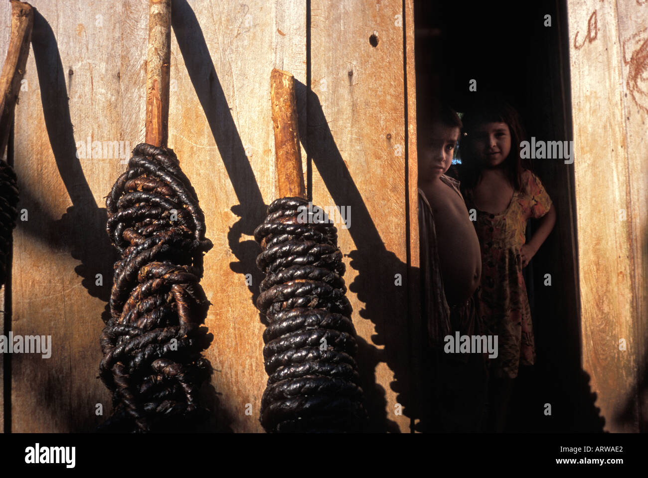 Matières tabac noir attaché dans les cordes et enroulé autour des poteaux, à l'Est du Paraguay Banque D'Images