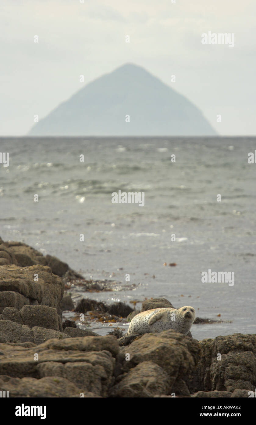 Photo verticale de phoque commun sur des pierres à Kildonan Isle of Arran avec Ailsa Craig en arrière-plan Banque D'Images