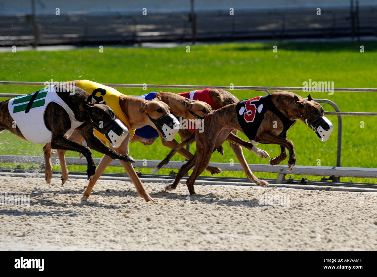 Les courses de chiens Greyhound à Fort Myers Naples Floride voie chien Banque D'Images