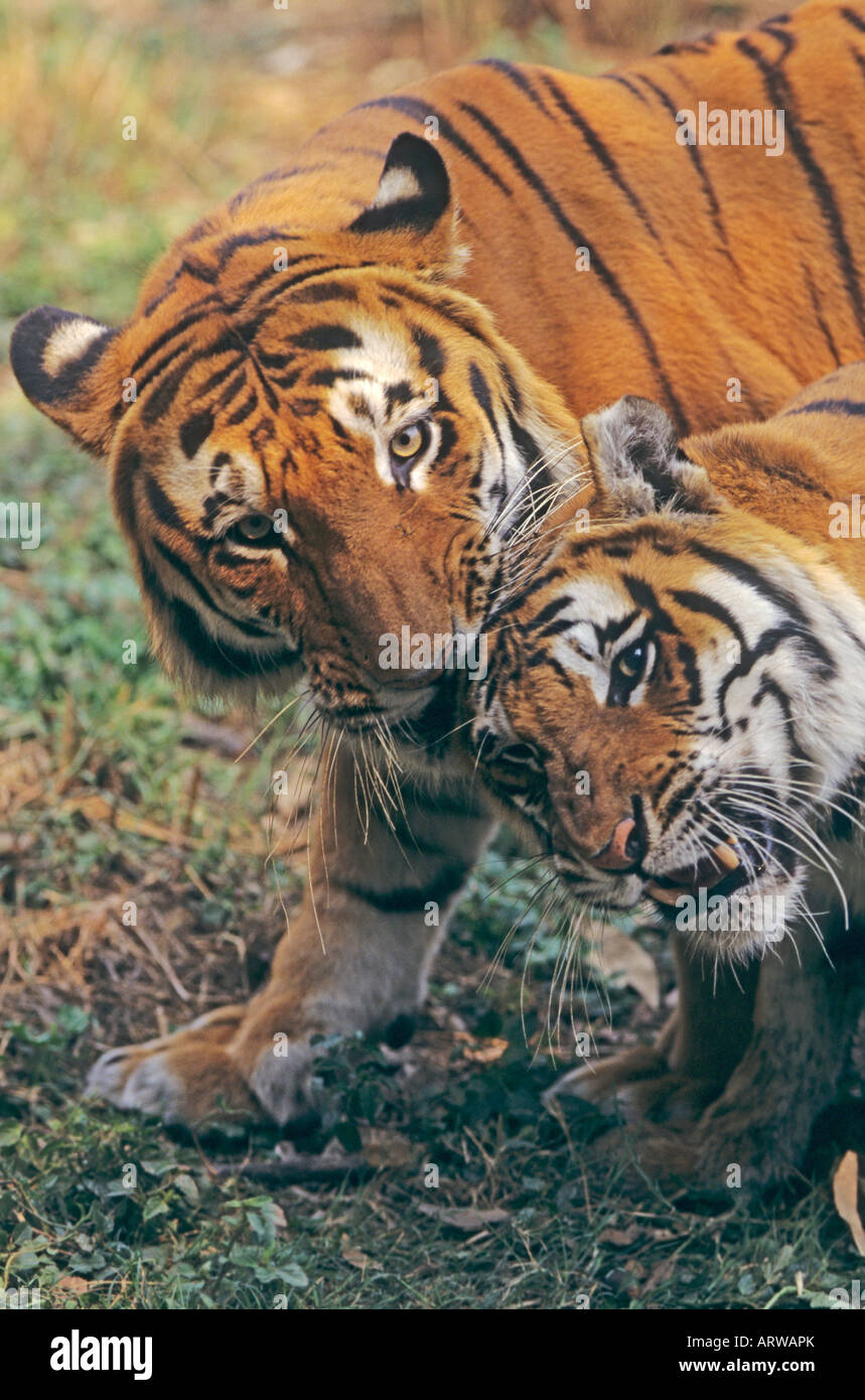 Tigres du Bengale Royal courtise Bandhavgarh Parc National de l'Inde Banque D'Images