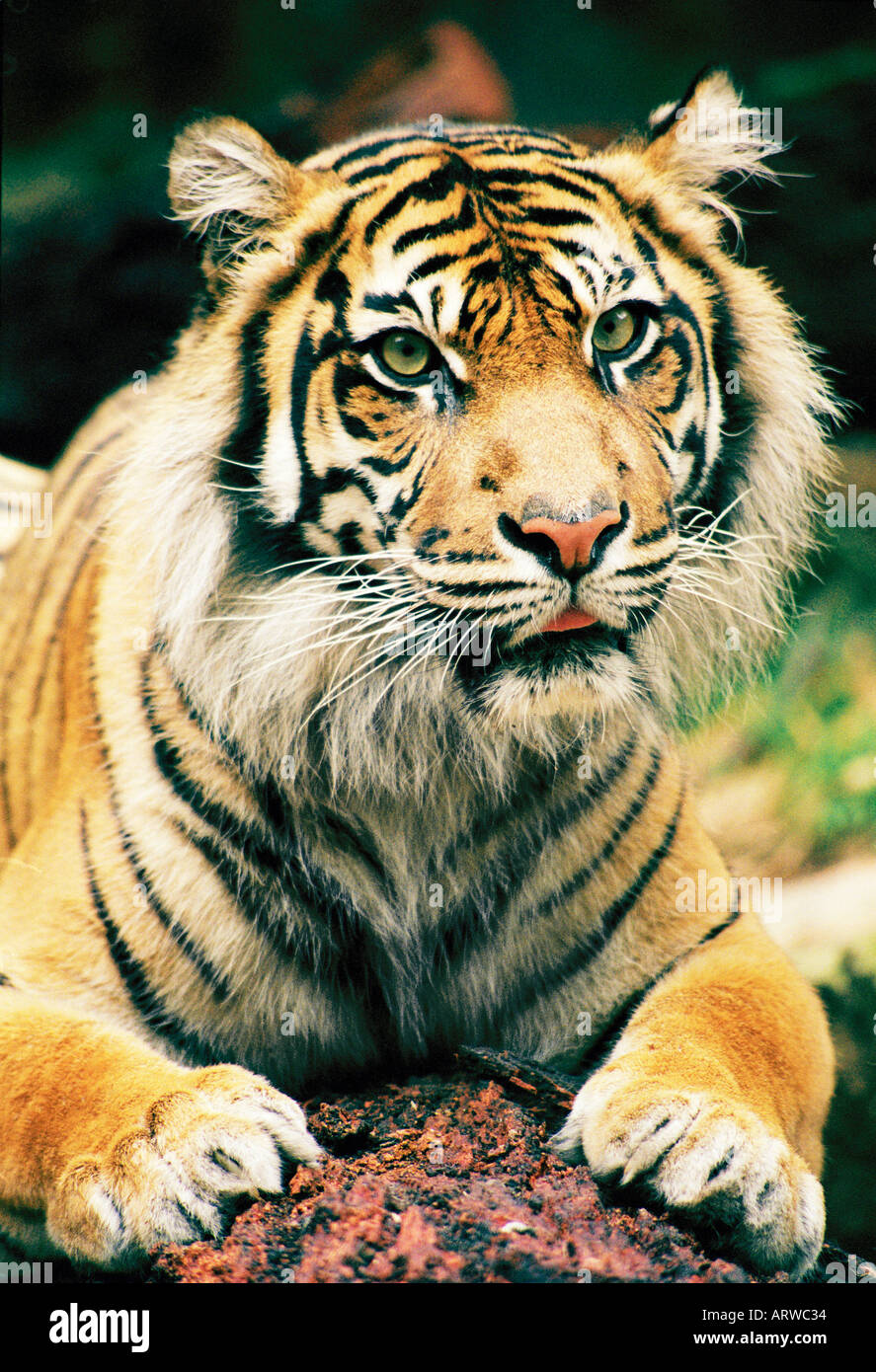 Close up of tigre de Sumatra Panthera tigris SUMATRAE au Zoo de Taronga à Sydney Australie Banque D'Images