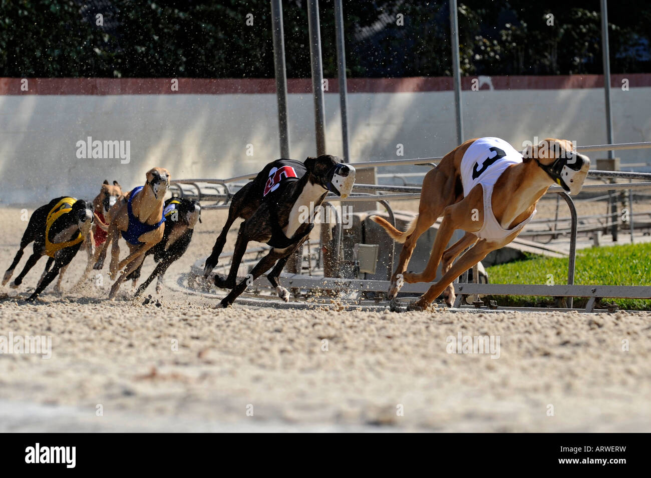 Levrier greyhound Banque de photographies et d’images à haute Levrier greyhound Banque de photographies et d’images à haute