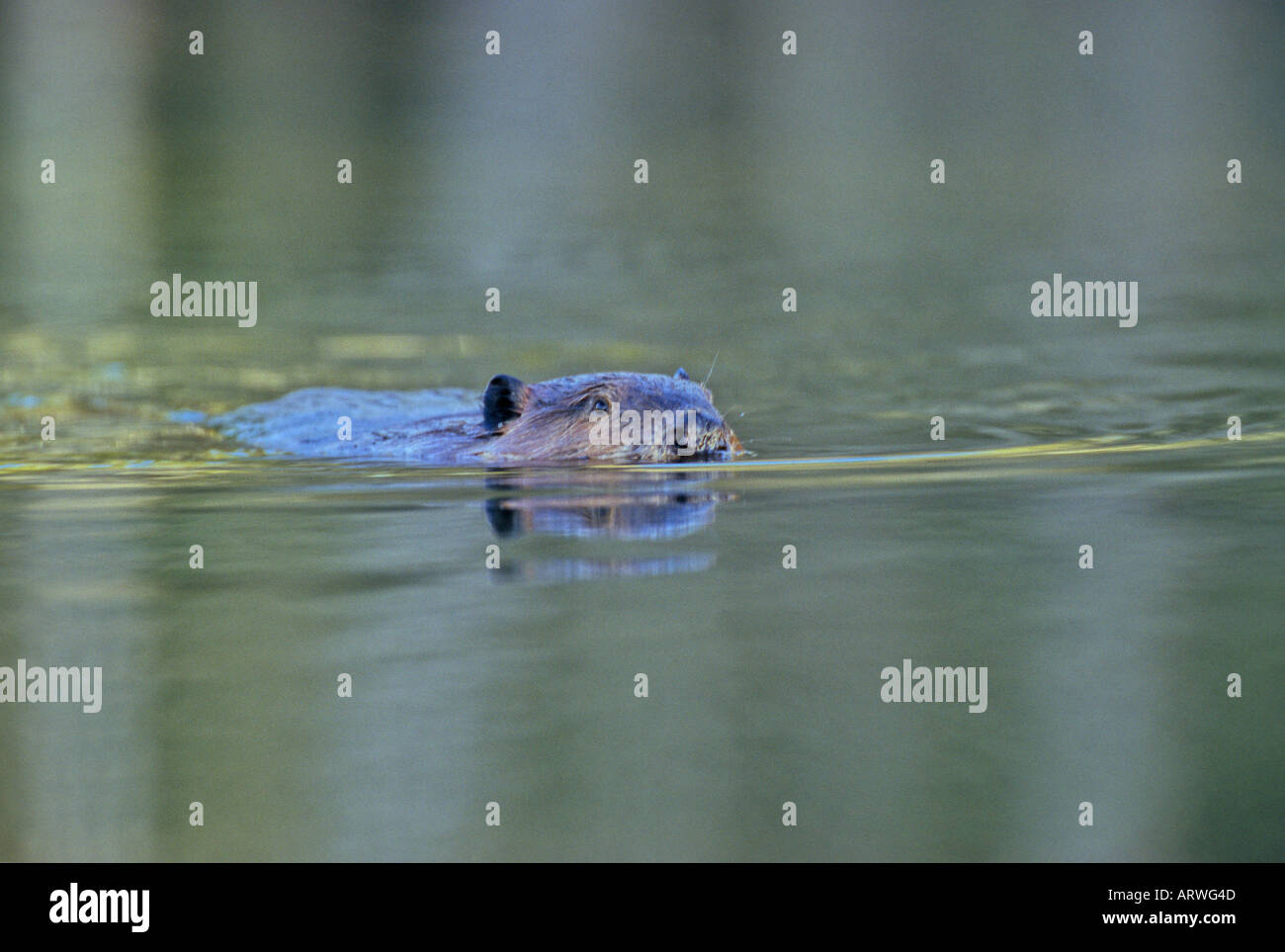 Castor canadien natation Banque D'Images