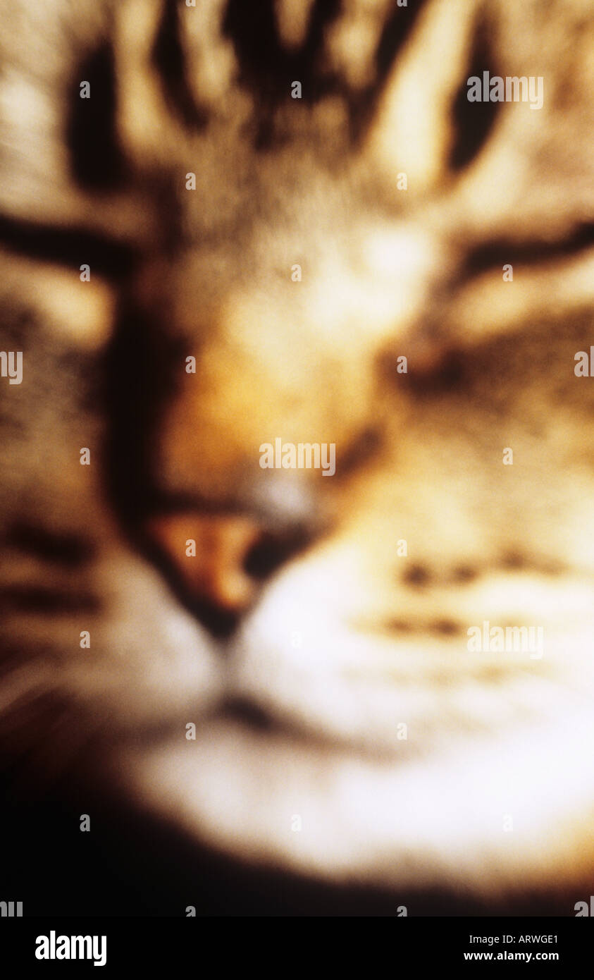 Close up impressionniste de la face intérieure du chat tigré somnoler avec contentement Banque D'Images Close up impressionniste de la face intérieure du chat tigré somnoler avec contentement Banque D'Images