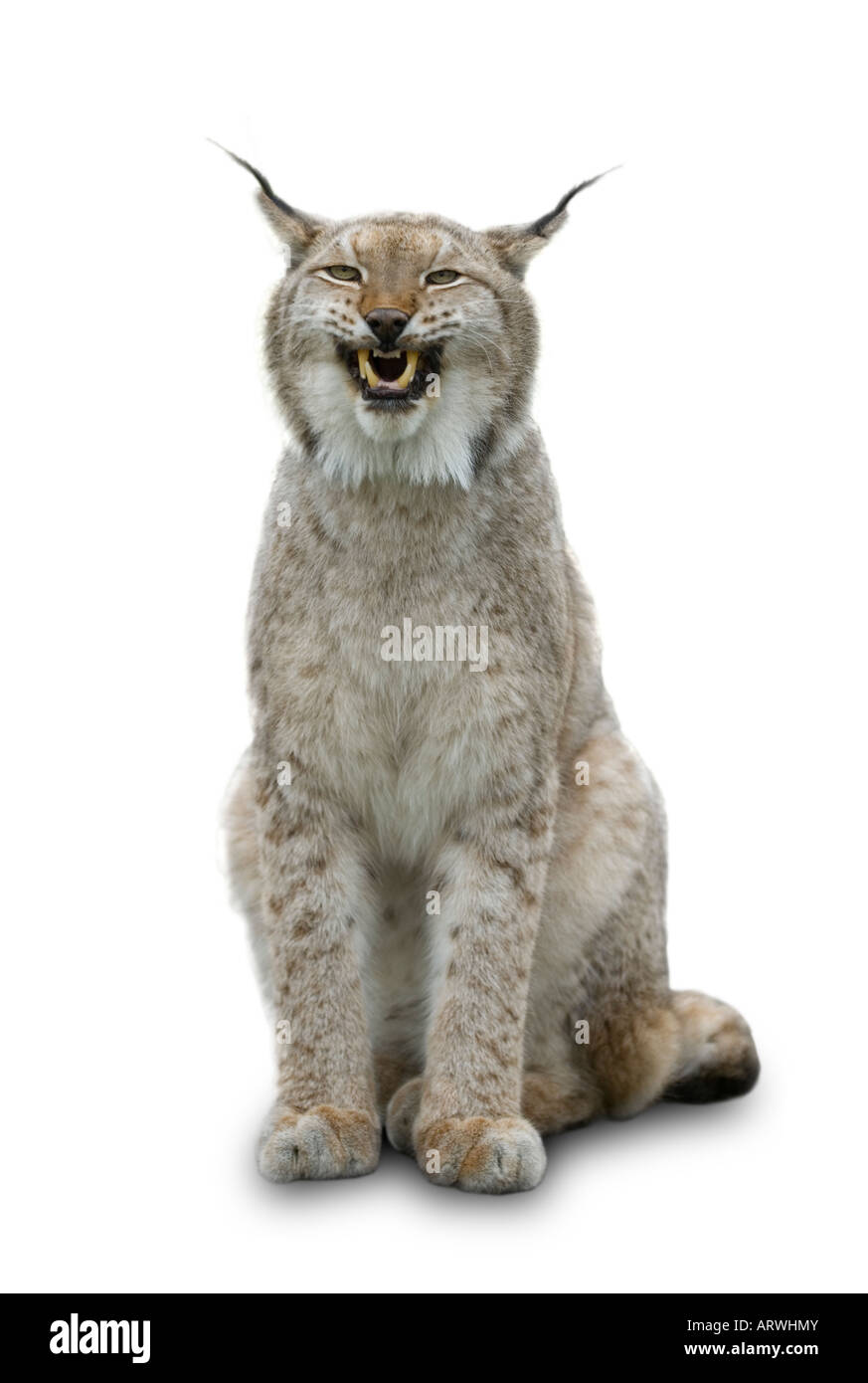 Felis lynx lynx européen Banque D'Images