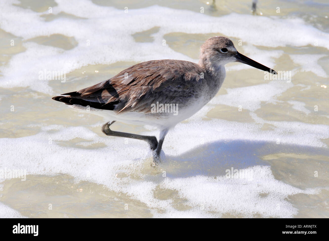 Le chevalier semipalmé Catoptrophorus semipalmatus Floride côte d'eau à la recherche de nourriture des oiseaux Banque D'Images
