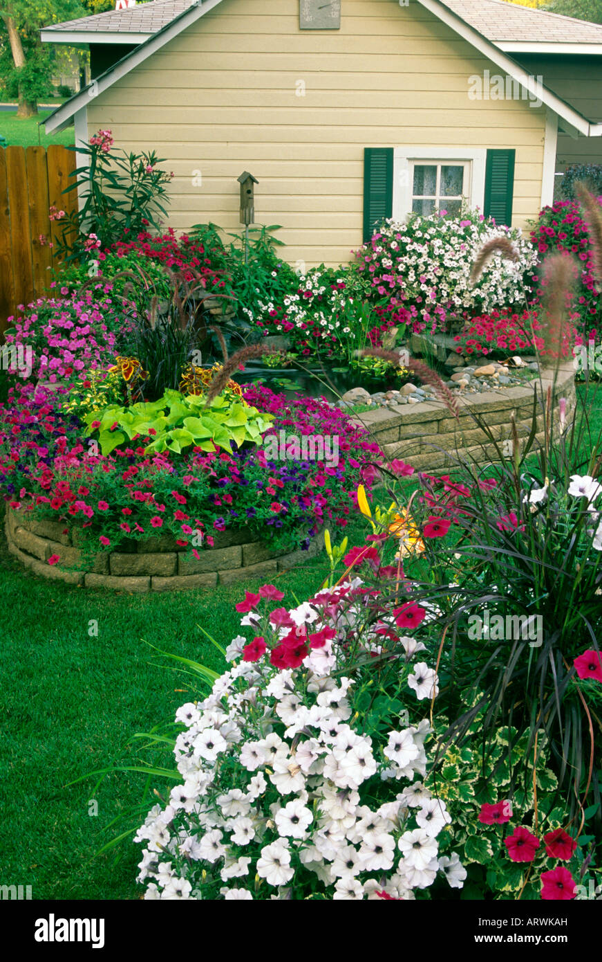 Jardin de l'arrière-cour surélevée avec RAZ de pétunias, PURPLE FOUNTAIN GRASS, le lierre, sweet potato Vine, Oléandre, CANNAS. Banque D'Images