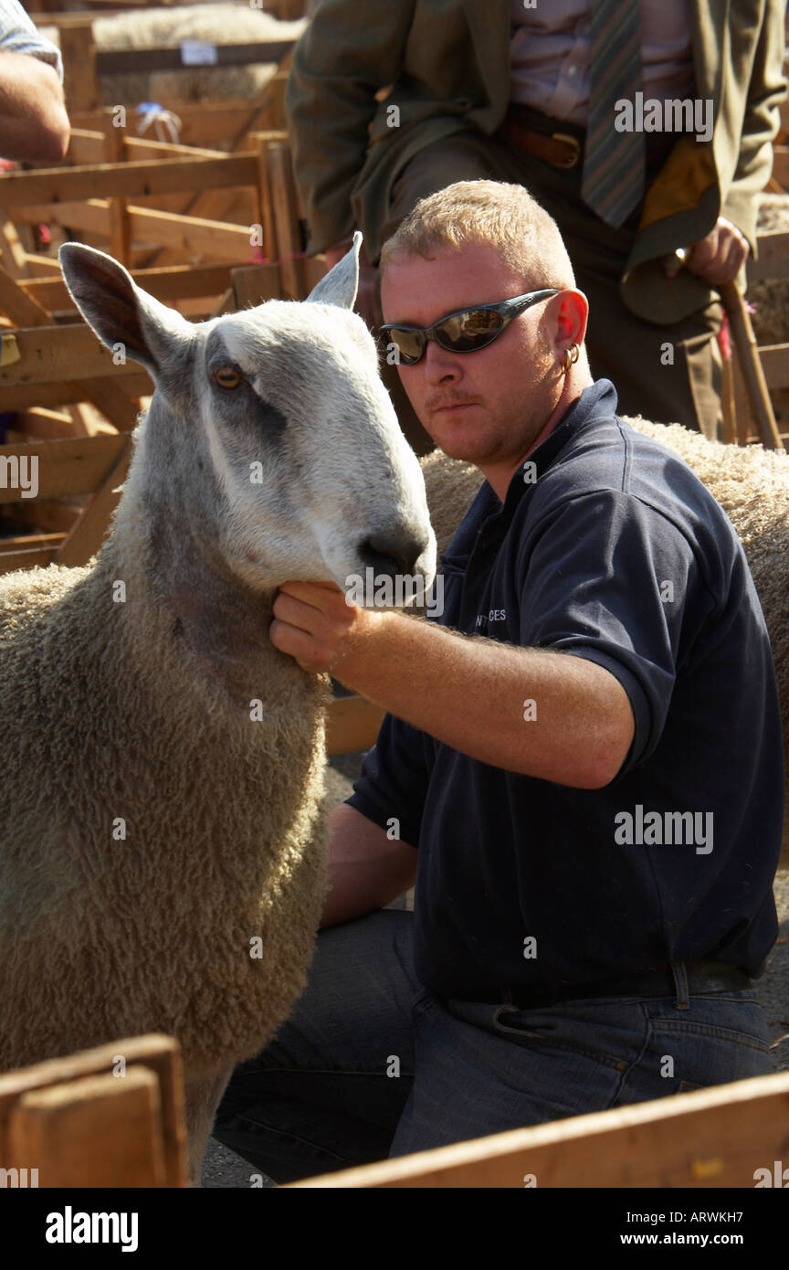 Venus à l'Masham moutons s'est tenu chaque année en septembre sur la Place du marché de Ripon près de Masham North Yorkshire Angleterre Banque D'Images