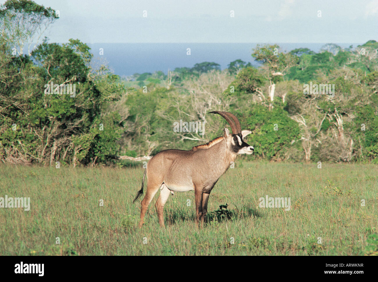 L'antilope rouanne mâle Shimba Hills National Reserve Kenya Afrique de l'est l'Océan Indien mer peut être vu dans l'arrière-plan Banque D'Images