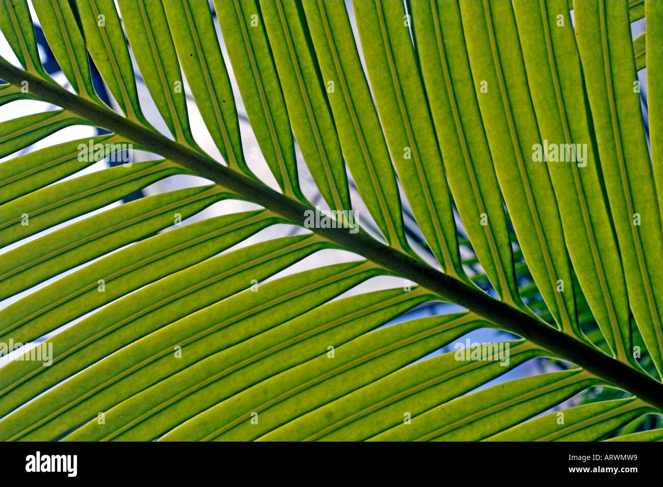 Les feuilles de sagoutier ou Cycas circinalis dans le Jardin Botanique à Sofia en Bulgarie Banque D'Images