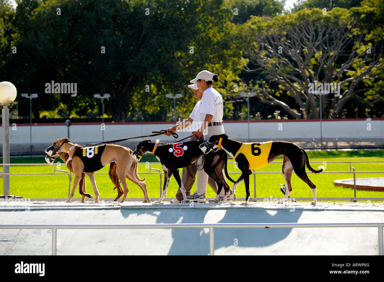 Les courses de chiens Greyhound à Fort Myers Naples Floride voie chien Banque D'Images