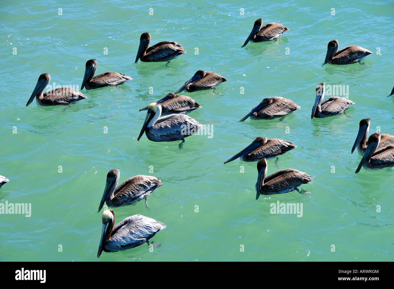 Un grand groupe de pélicans flottant sur l'eau Banque D'Images