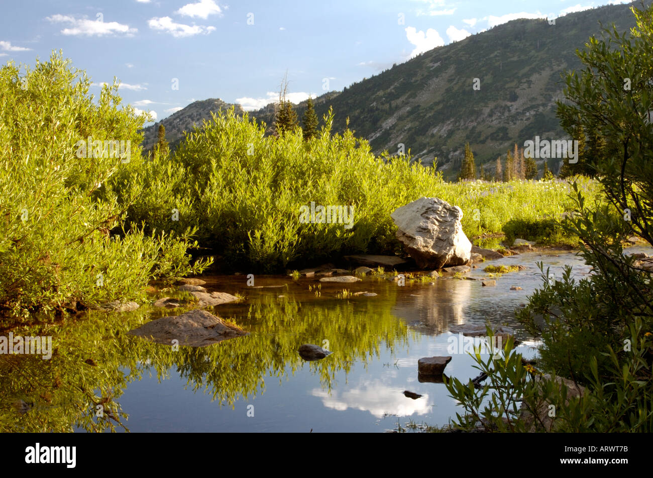 Printemps pré alpin avec ruisseau et étang, bassin d'Albion, Alta, Utah, USA. Banque D'Images