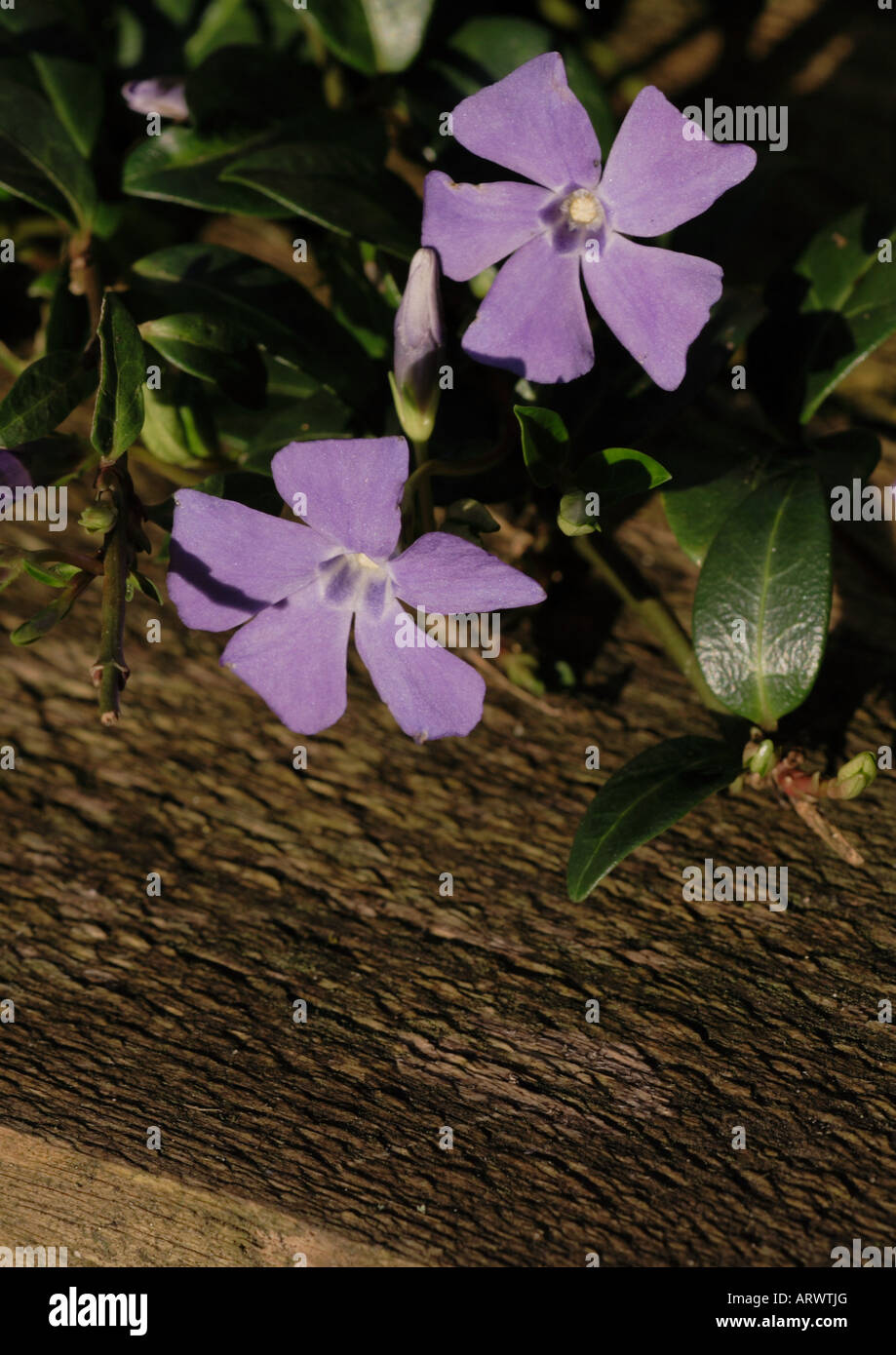 PERIWINKLE (Vinca Major) Banque D'Images PERIWINKLE (Vinca Major) Banque D'Images