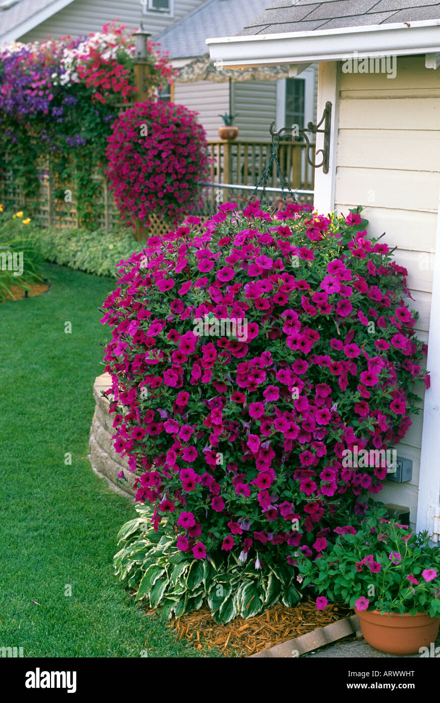 Paniers SUSPENDUS DE RAZ DE PÉTUNIAS ET DE REMPOTAGE JARDIN au Minnesota. L'été. Banque D'Images