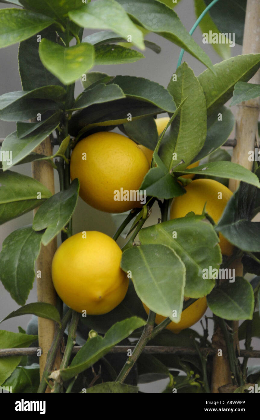 Lemon Tree de citrons Banque D'Images
