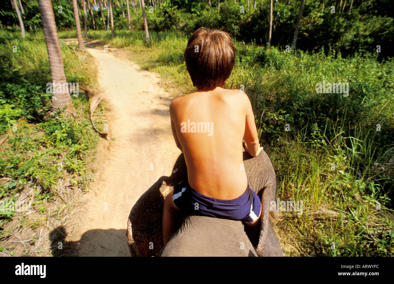 Boy riding un éléphant à Koh Samui, Thaïlande. Banque D'Images