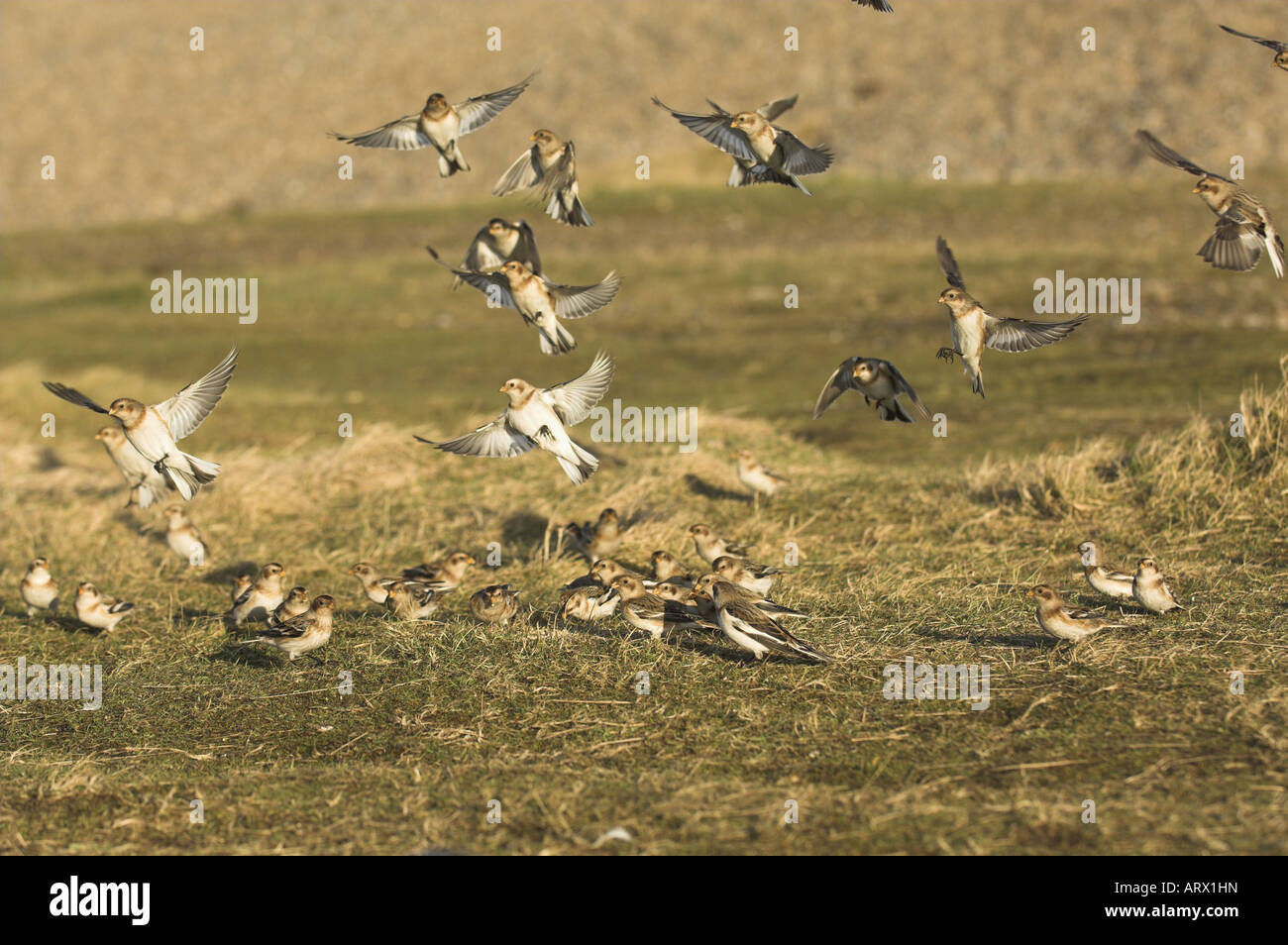 Le Bruant des neiges Plectrophenax nivalis troupeau descendent jusqu'à l'aire d'alimentation sur les schorres North Norfolk Uk Février Banque D'Images