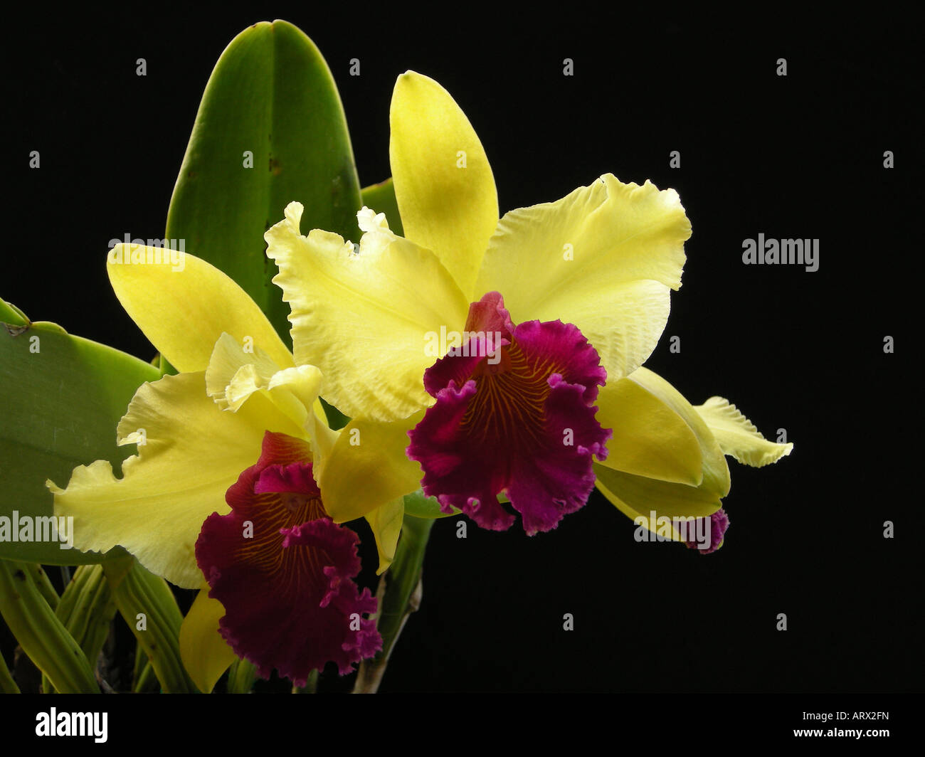 Hybrides Brassolaeliocattleya Alma Kee Tipmalee FCC/ AOS Banque D'Images