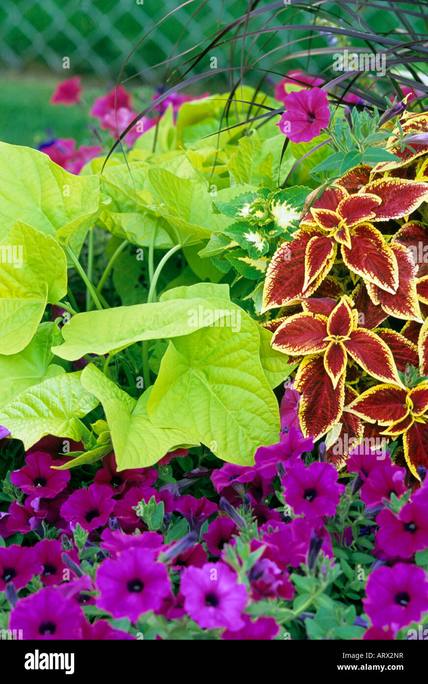 Jardin d'ÉTÉ D'annuelles ; SWEET POTATO VINE VAGUE, Pétunias, COLÉUS ET FONTAINE pourpre de l'herbe. Juillet dans le Minnesota. Banque D'Images