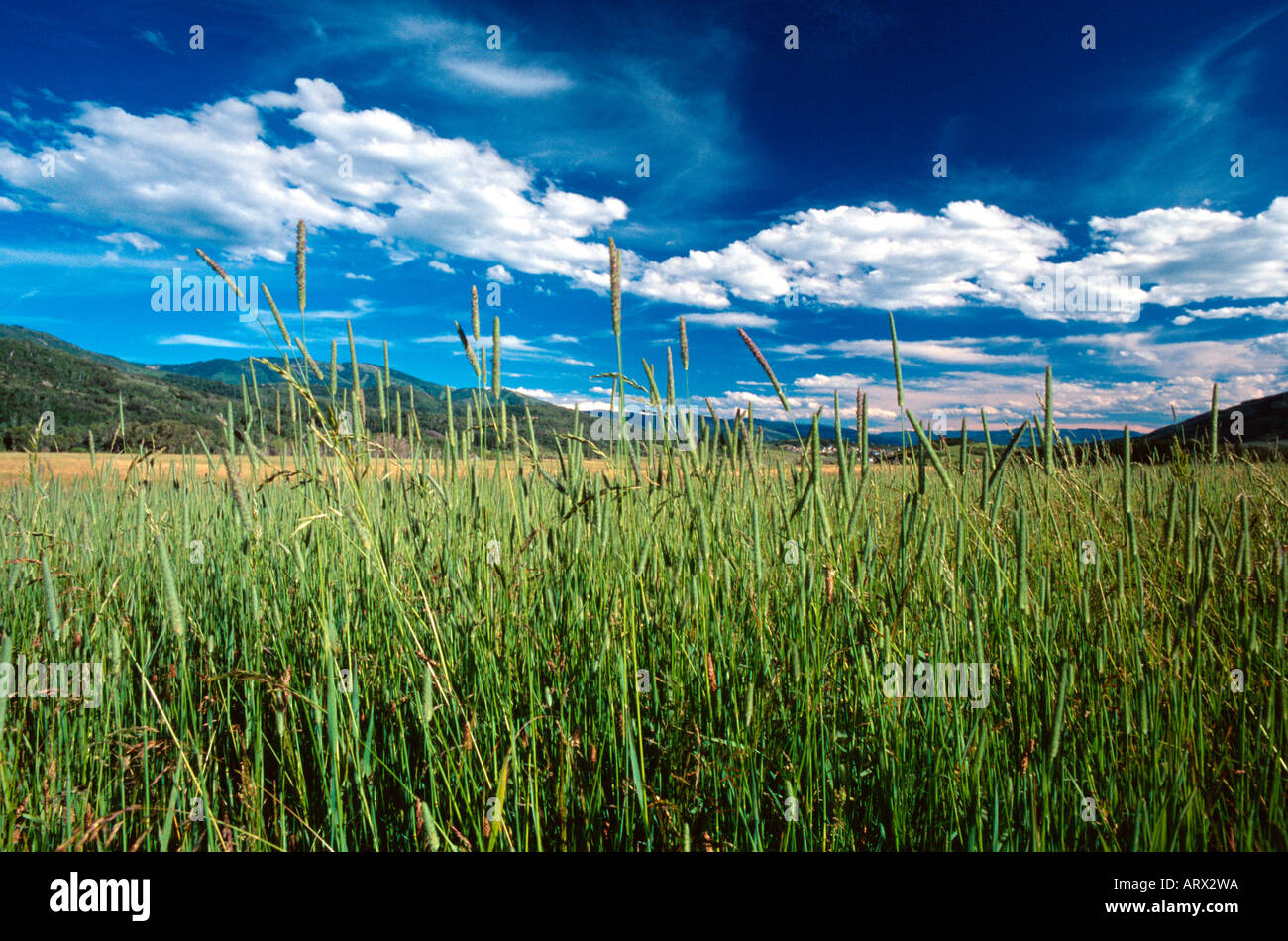Les hautes herbes dans le champ de foin dans Strawberry Park près de Steamboat Springs, Colorado USA Banque D'Images