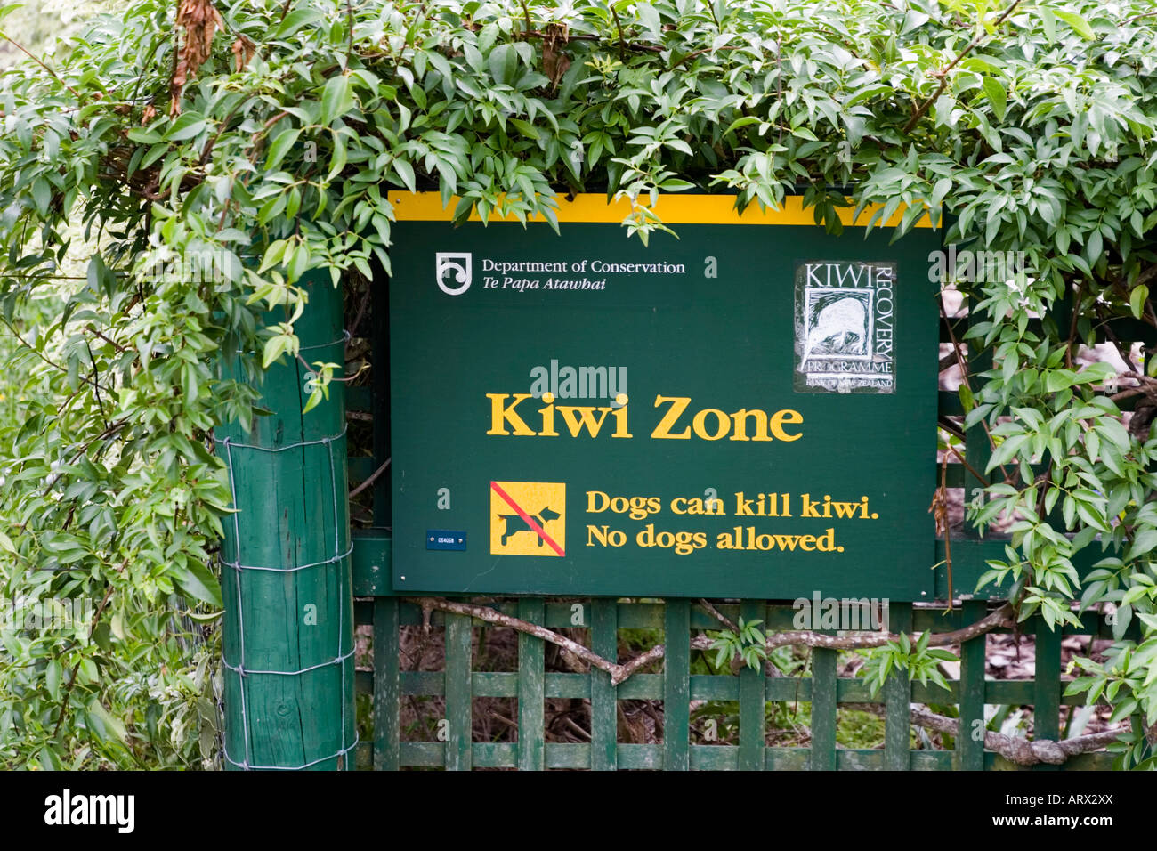 Zone de kiwi Banque D'Images