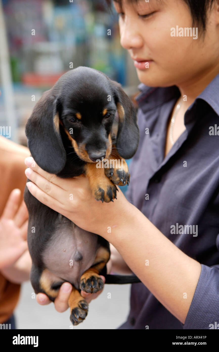 Chiot teckel, Chiots à vendre, animal Street Market marché Qingping  pacifiques, Canton de Lu, Guangzhou, Chine Photo Stock - Alamy