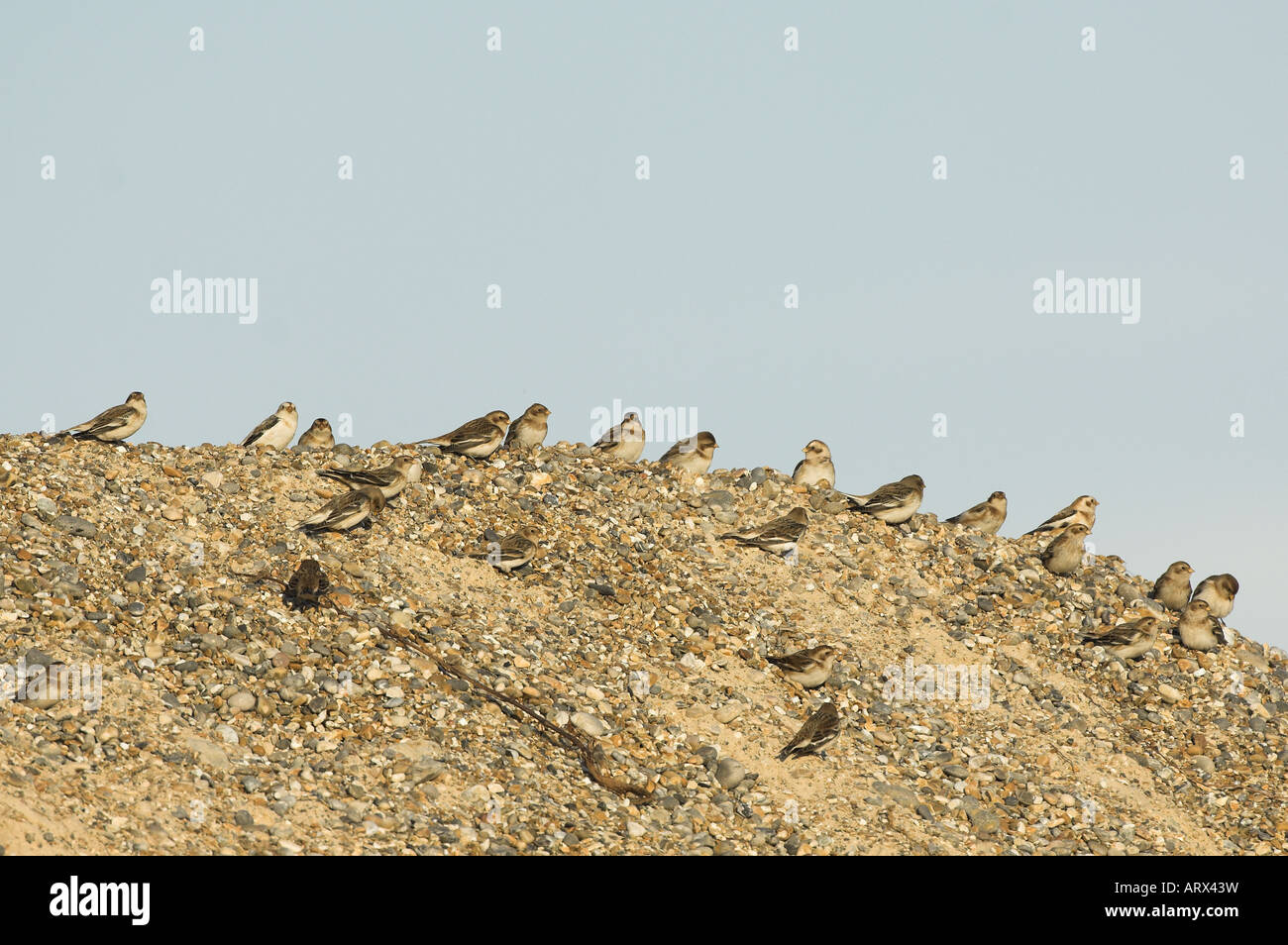 Le Bruant des neiges Plectrophenax nivalis group perché sur la crête de galets du littoral North Norfolk Uk Février Banque D'Images