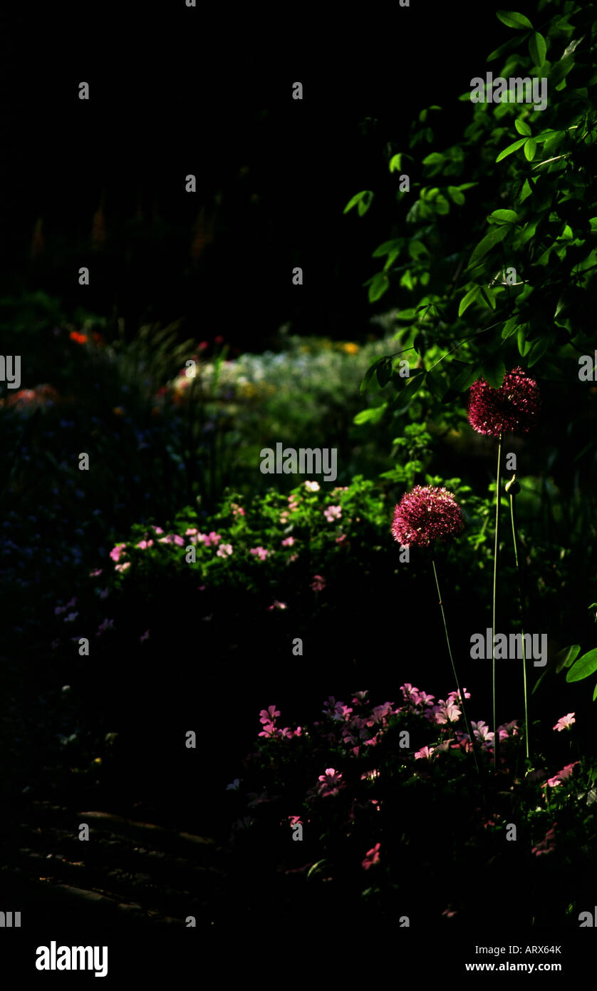 Allium à l'ombre profonde Banque D'Images Allium à l'ombre profonde Banque D'Images