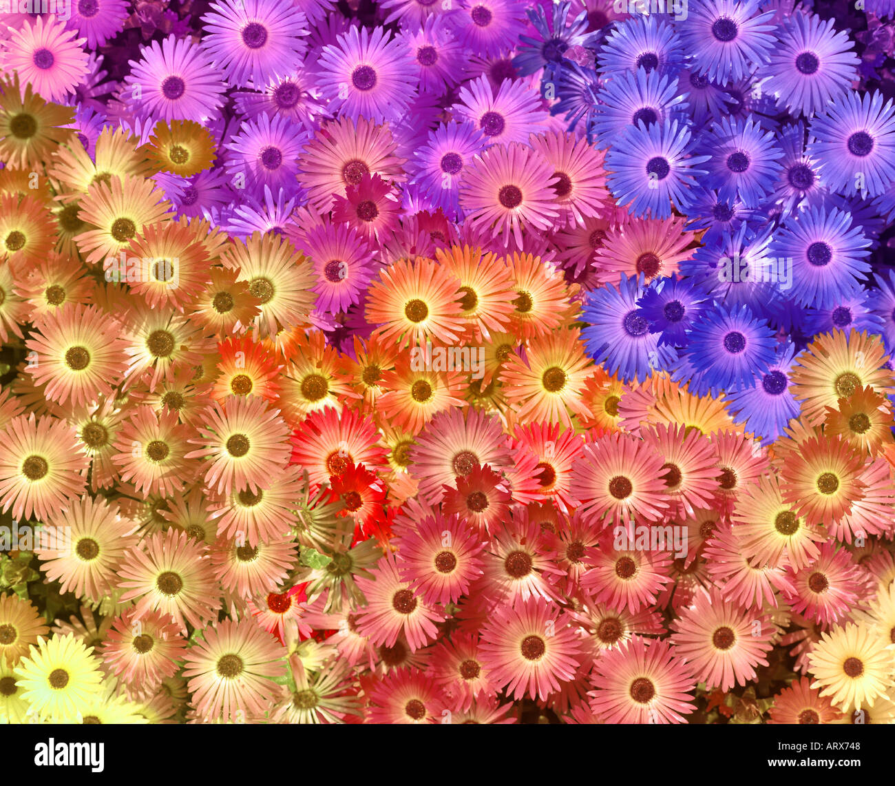 L'ART NUMÉRIQUE : Affichage Floral Banque D'Images