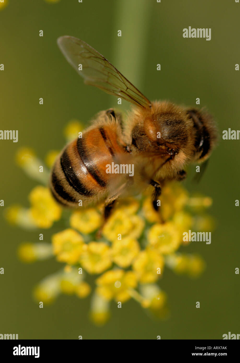 ABEILLE MIEL (APIS mellifera) sur FENOUIL COMMUN (Foeniculum vulgare) Banque D'Images ABEILLE MIEL (APIS mellifera) sur FENOUIL COMMUN (Foeniculum vulgare) Banque D'Images