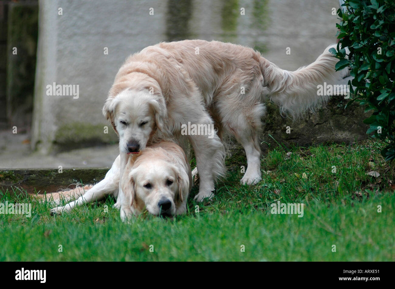 Accouplement de chiens Photo Stock - Alamy