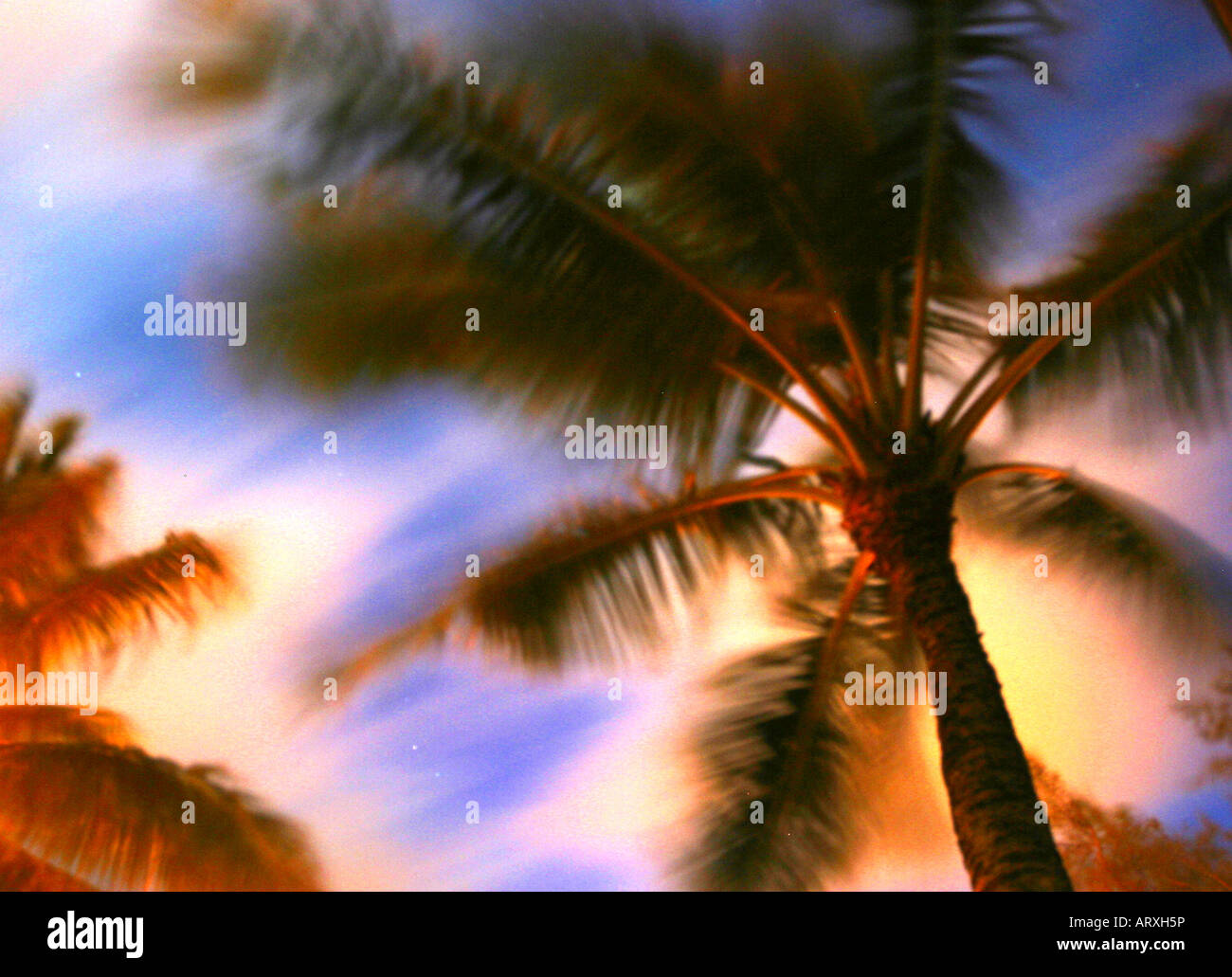 À la recherche jusqu'à un palmier avec des nuages et des étoiles en arrière-plan, floue à partir de feuilles de palmiers dans le vent. Banque D'Images